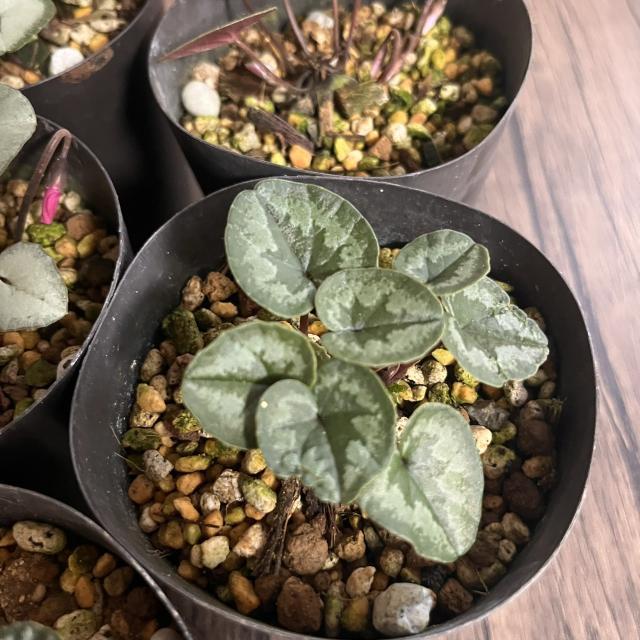 原種シクラメン コウム 3号 (直径9cm) ポット苗 1株 寄せ植え 庭植え