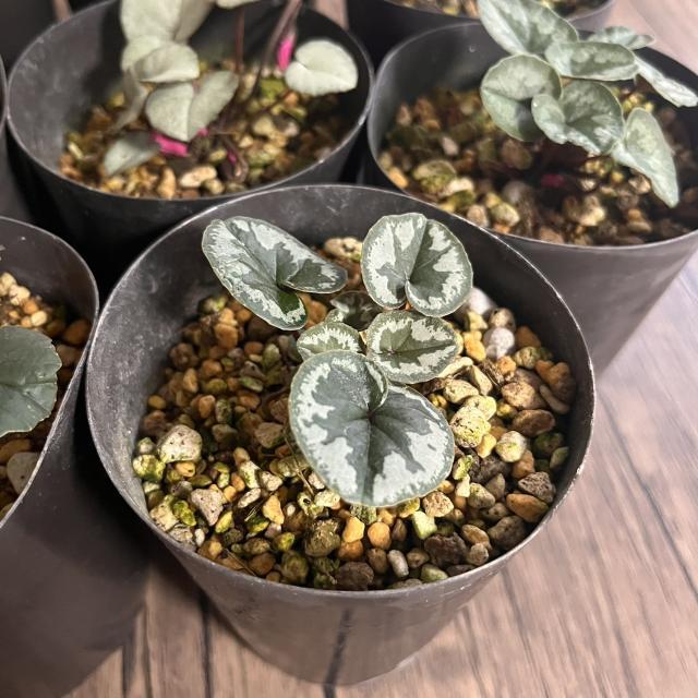 原種シクラメン コウム 3号 (直径9cm) ポット苗 1株 寄せ植え 庭植え