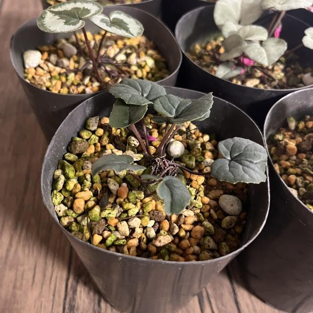 原種シクラメン コウム 3号 (直径9cm) ポット苗 1株 寄せ植え 庭植え