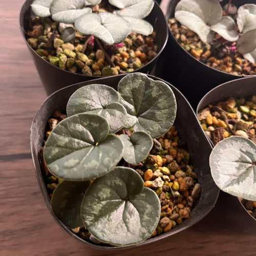 原種シクラメン コウム 3号 (直径9cm) ポット苗 1株 寄せ植え 庭植え