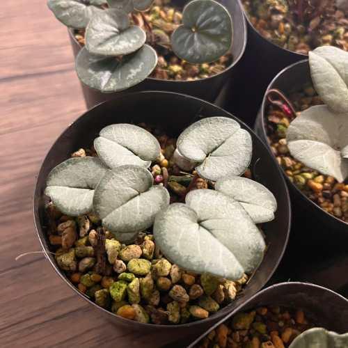 原種シクラメン コウム 3号 (直径9cm) ポット苗 1株 寄せ植え 庭植え