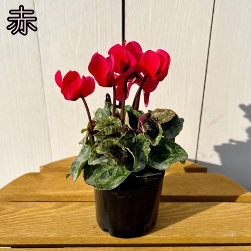 ガーデンシクラメン 3号（直径9cm）ポット苗 元気いっぱいこの状態