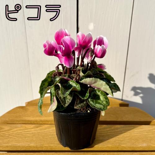 ガーデンシクラメン 3号（直径9cm）ポット苗 元気いっぱいこの状態