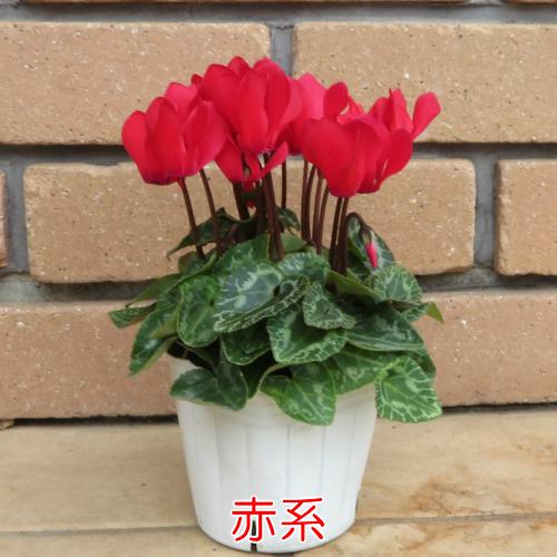 ミニ ガーデンシクラメン 寄せ植え 花苗 元気いっぱいこの状態 選べる7系統 ガーデニング 秋 冬 春 N Cycla Morel イングの森 花 苗 育て方 通販 Yahoo ショッピング