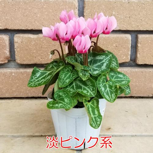 ミニ ガーデンシクラメン 寄せ植え 花苗 元気いっぱいこの状態 選べる7系統 ガーデニング 秋 冬 春 N Cycla Morel イングの森 花 苗 育て方 通販 Yahoo ショッピング