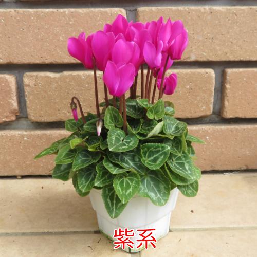ミニ ガーデンシクラメン 寄せ植え 花苗 元気いっぱいこの状態 選べる7系統 ガーデニング 秋 冬 春 N Cycla Morel イングの森 花 苗 育て方 通販 Yahoo ショッピング