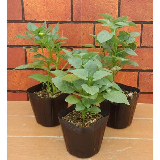 ダリア 花 苗ファイヤーワークス 3株セットでお買い得 N Da Fw3 イングの森 花 苗 育て方 通販 Yahoo ショッピング