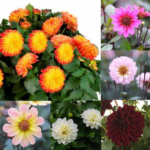 選べるガーデンダリア 花 苗 ５号鉢植え N Dahlia 5 イングの森 花 苗 育て方 通販 Yahoo ショッピング