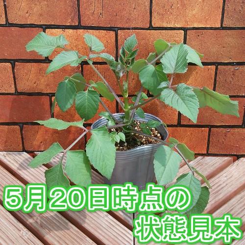 皇帝ダリア 花 苗 ガッツァリア アプリコット １株 N Dahlia Gatt Ap イングの森 花 苗 育て方 通販 Yahoo ショッピング