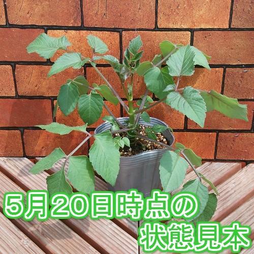 皇帝ダリア 花 苗 ガッツァリア 八重咲きクリーム １株 N Dahlia Gatt Cr イングの森 花 苗 育て方 通販 Yahoo ショッピング