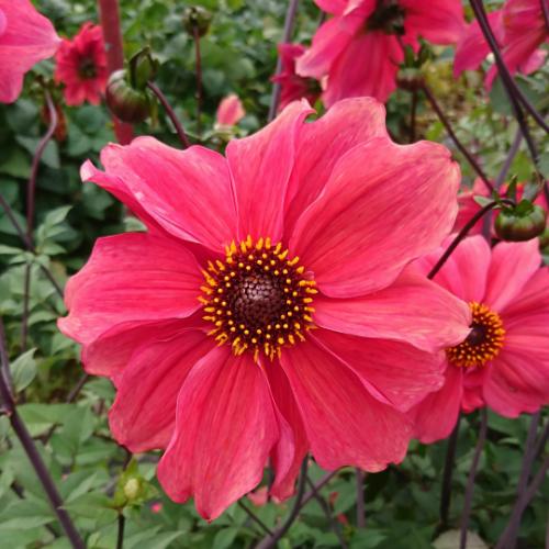 皇帝ダリア 花 苗 ガッツァリア フラミンゴ 1株 N Dahlia Gatt Fl イングの森 花 苗 球根 育て方 通販 Yahoo ショッピング