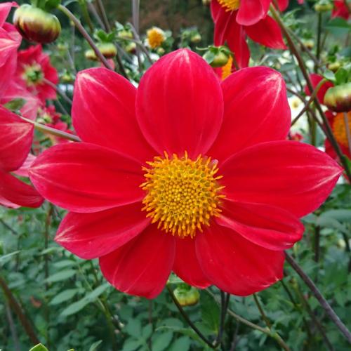 皇帝ダリア 花 苗 ガッツァリア レッド 1株 : イングの森 花苗の専門店