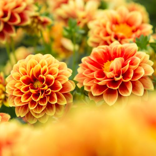 宿根草 ダリア マキシ エッジズオレンジ 3号（直径9cm）ポット苗 1株