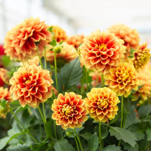 宿根草 ダリア マキシ エッジズオレンジ 3号（直径9cm）ポット苗 1株