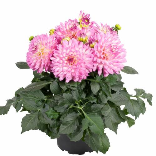 宿根草 ダリア マキシ サリナス 3号（直径9cm）ポット苗 1株 耐寒性