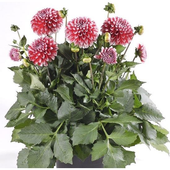 宿根草 ダリア マキシ タンピコ 3号（直径9cm）ポット苗 1株 耐寒性