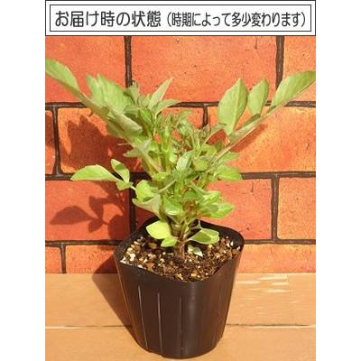 宿根草 ダリア マキシ エミリオ 3号（直径9cm）ポット苗 1株<BR>耐寒