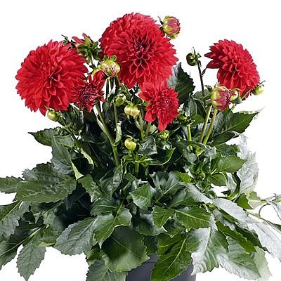 ダリア 宿根草 ダリア マキシ トピア 3号（直径9cm）ポット苗 1株<BR>耐寒性