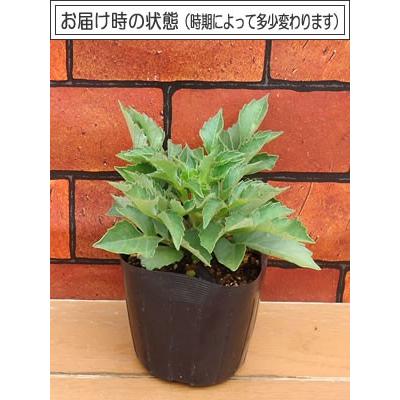 宿根草 ダリア マキシ トピア 3号（直径9cm）ポット苗 1株<BR>耐寒性