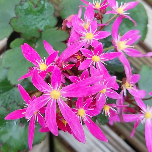 大文字草 花 苗 13 5cmポット ダイモンジソウ 耐寒性多年草 5色から選べます シェードガーデン リーフプランツ 観葉植物 日陰でも楽しめる N Daimonji 2 イングの森 母の日 プレゼント ギフト 花 通販 Yahoo ショッピング