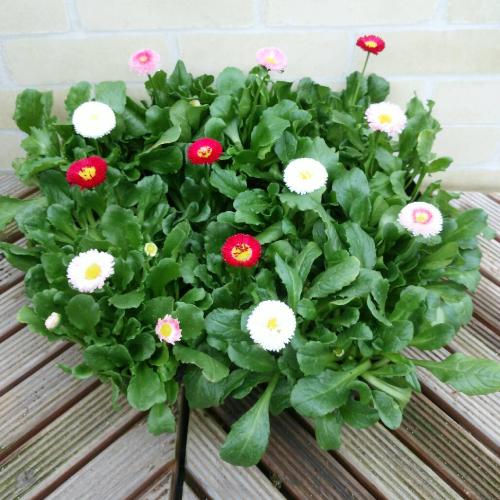 デイジー 花 苗 デージー 寄せ植え 春 お得な12株セット 耐寒性一年草 花壇 ガーデニング N Daisy 12set イングの森 花 苗 球根 育て方 通販 Yahoo ショッピング