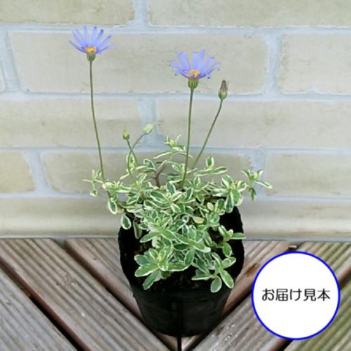 班入り・ブルーデージー 園芸ネット本店｜ブルーデージー：斑入葉青花3-3.5号ポット の通販【公式】