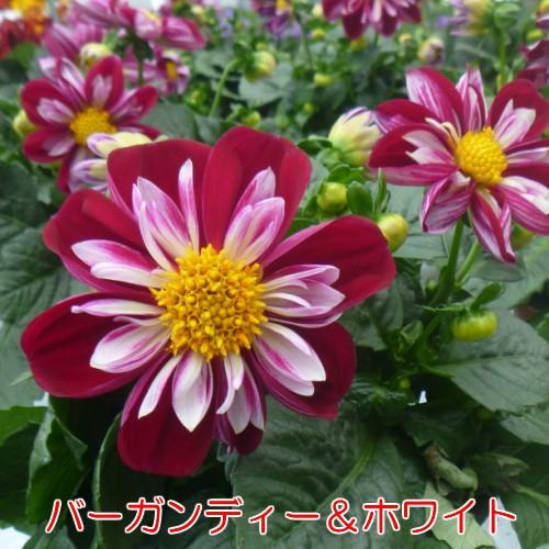 ダリア 花 苗 スターシスター コンパクトに楽しめるタイプ １株 宿根草 栄養系 切り花 鉢花 イングリッシュガーデン等に N Dali Sss イングの森 花 苗 育て方 通販 Yahoo ショッピング
