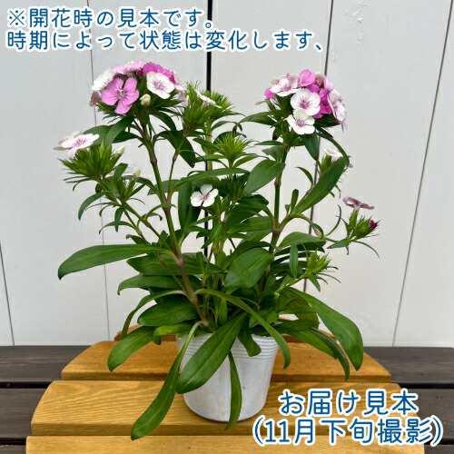 なでしこ ダイアンサス (なでしこ) ジョルト ピンクマジック 3.5号(直径10.5cm