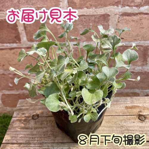 ディコンドラ シルバーフォール 3号（9cm）ポット苗 1株 シルバー
