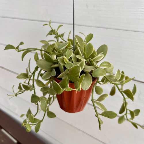 観葉植物 ディスキディア エメラルド 鉢（直径7cm） 吊り鉢 吊り下げ ハンギングプランター 室内 インテリア 空中グリーン
