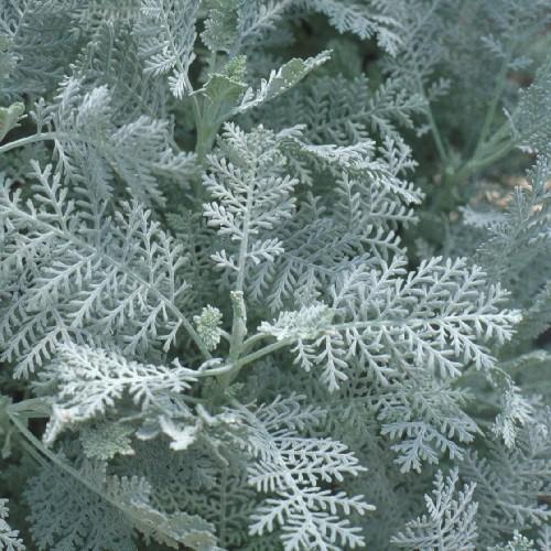 ダスティミラー シルバーレース シロタエギク 2株セット N Dustymiller イングの森 花 苗 育て方 通販 Yahoo ショッピング