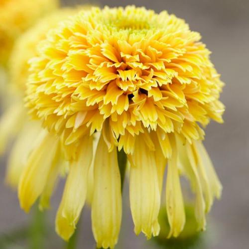 エキナセア パープレア レモンドロップ 4号 直径12cm ポット苗 1株 宿根草 夏花壇 切り花 耐寒性 N Echina Ld イングの森 花 苗 球根 育て方 通販 Yahoo ショッピング