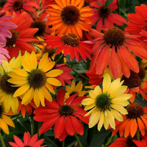 エキナセア 苗 花 シャイアンスピリット 色ミックス指定不可 2株セット 1株 宿根草 夏花壇 切り花 耐寒性 N Echinashs イングの森 花 苗 育て方 通販 Yahoo ショッピング