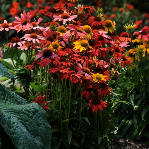 エキナセア 苗 花 シャイアンスピリット 色ミックス指定不可 2株セット 1株 宿根草 夏花壇 切り花 耐寒性 N Echinashs イングの森 花 苗 育て方 通販 Yahoo ショッピング