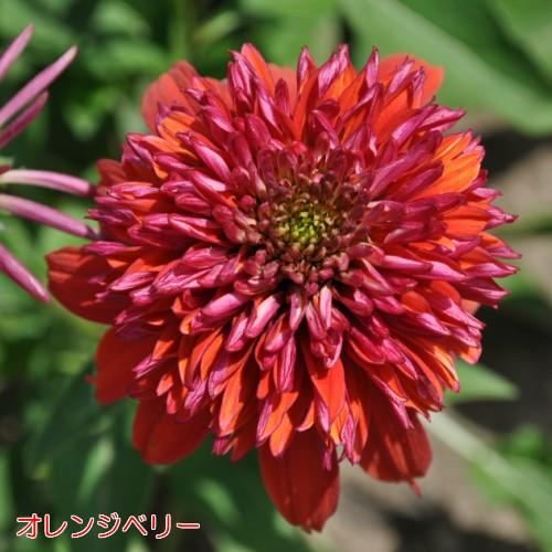 エキナセア 苗 花 八重咲き ダブルスクープ 選べる6色 1株 宿根草 夏花壇 切り花 耐寒性｜hanamankai｜07