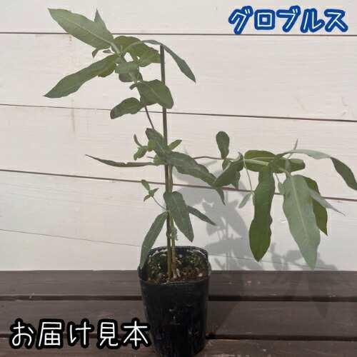 ユーカリ （ポポラス）8種類からお選びいただけます！ 3号（直径9cm