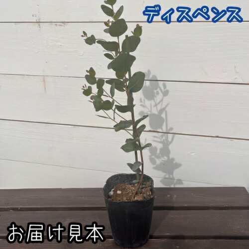 ユーカリ （ポポラス）8種類からお選びいただけます！ 3号（直径9cm