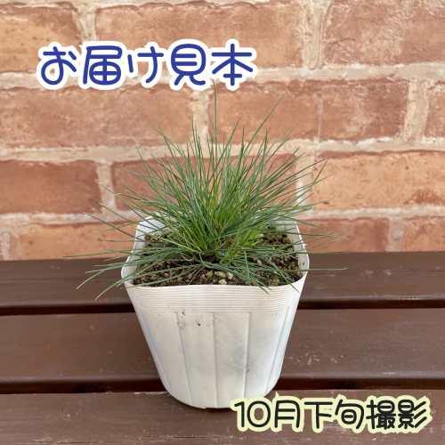 フェスツカグラウカ 苗 スティパイチュー苗 小苗 set 宿根草 フェスツカ・グラウカ（シルバーグラス） 3.5号（直径10.5cm