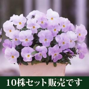 育種ビオラ10株セット福袋寄せ植えにピンク系パルプンテ入り ビオラ フローラルパワースーパー ソフトピンク ポット苗 10個セット