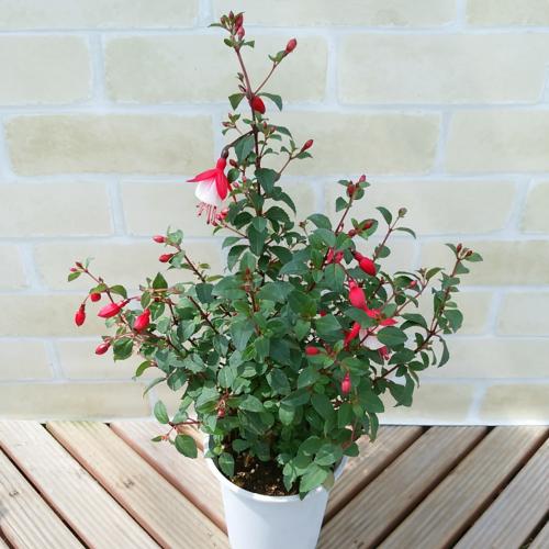 ホクシャ フクシア ルージュブラウン4号鉢 お花いっぱい付いてのお届けです N Fuchsia Rb イングの森 花 苗 育て方 通販 Yahoo ショッピング