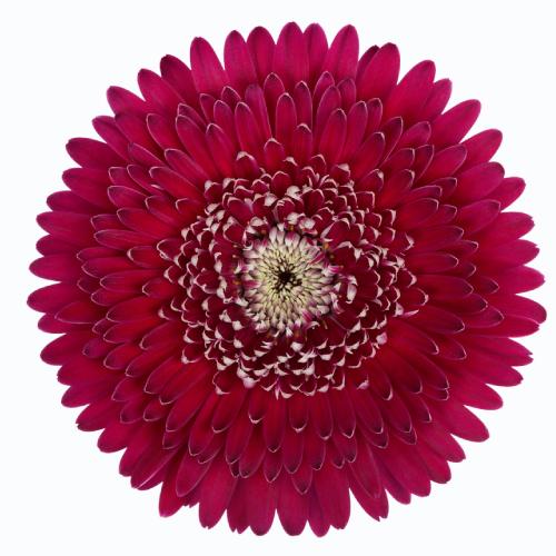 宿根ガーデンガーベラ ガルビネア マジェスティック バーガンディ 3号