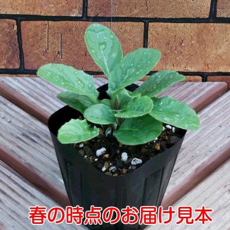 ガーベラ 花 苗 鉢植えに 宿根ガーデンガルビネア 選べる10色 １株｜hanamankai｜13