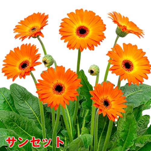 ガーベラ 花 苗 鉢植えに 宿根ガーデンガルビネア 選べる10色 １株 N G Gerbera2 イングの森 花 苗 育て方 通販 Yahoo ショッピング