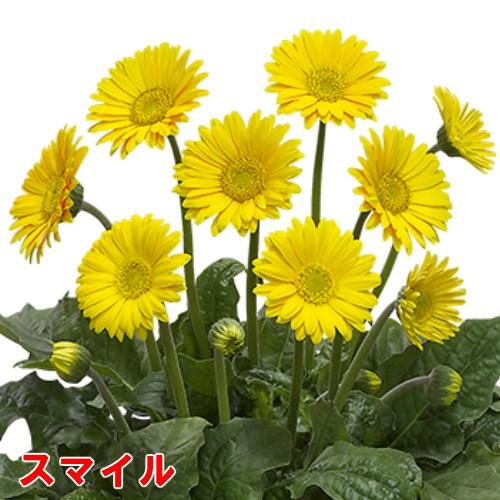 ガーベラ 花 苗 宿根ガーデンガルビネア 選べる10色 １株 N G Gerbera2 イングの森 花 苗 育て方 通販 Yahoo ショッピング