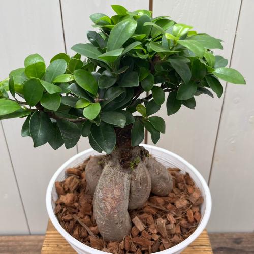 朴ガジュマル約1.7m 白い鉢付き 朴ガジュマル約1.7m 白い鉢付き