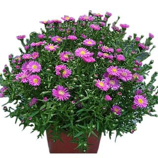 ガーデンアスター ガーネット １株セット ｐｗの宿根草 N Gardenaster Garnet イングの森 花 苗 育て方 通販 Yahoo ショッピング