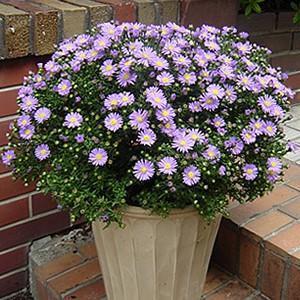 ガーデンアスター サファイア１株 ｐｗの宿根草 N Gardenaster Sapphire イングの森 花 苗 育て方 通販 Yahoo ショッピング