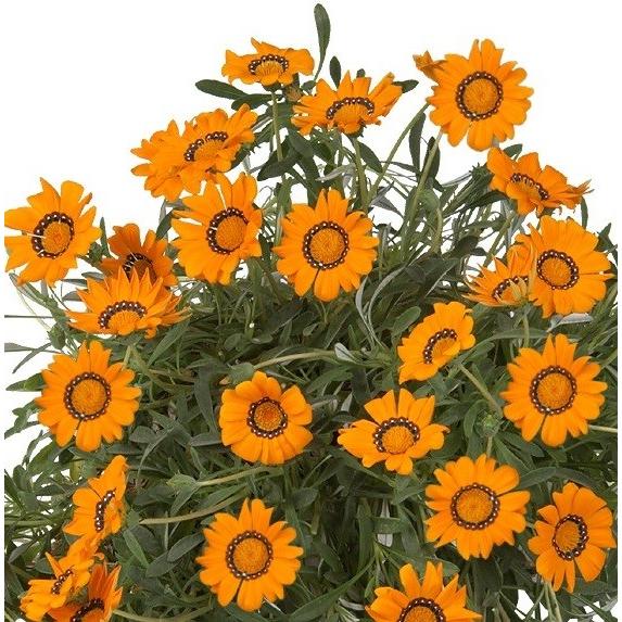 宿根タイプの栄養系ガザニア アドニス １株 N Gazania Adn イングの森 花 苗 球根 育て方 通販 Yahoo ショッピング