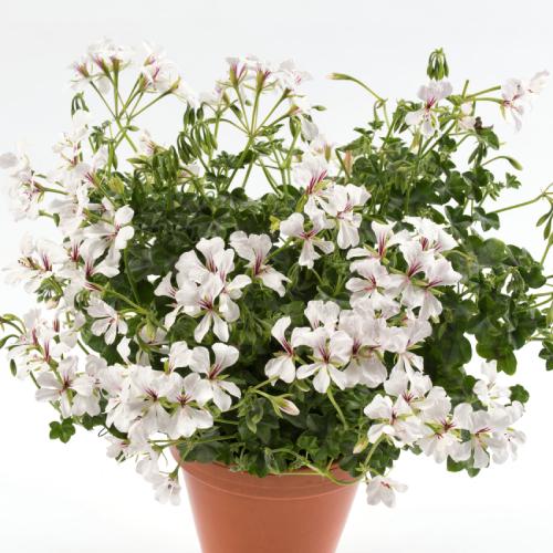 再入荷 予約販売 アイビーゼラニューム ゼラニウム 花 苗 宿根草 栄養系 フィレデドレスデン １株