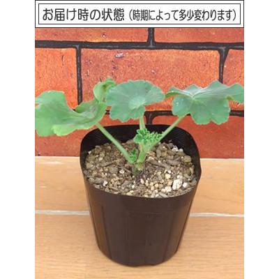 ゼラニウム ゼラニューム 花 苗 カリオペ ダークレッド ディープレッド